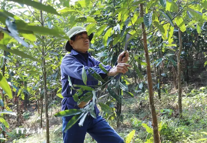 “Vàng xanh” mở lối làm giàu trên vùng đất dốc ở tỉnh Phú Thọ