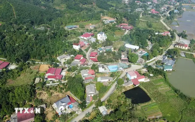 “Vàng xanh” mở lối làm giàu trên vùng đất dốc ở tỉnh Phú Thọ