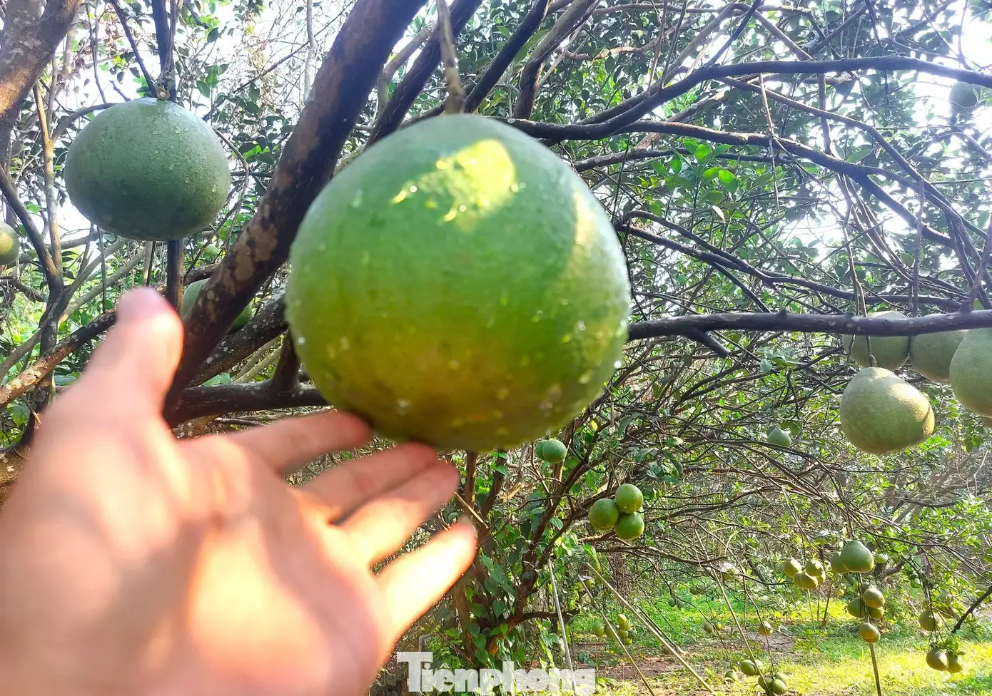 Về Làng thông minh xem nông dân chăm bưởi sạch phục vụ Tết