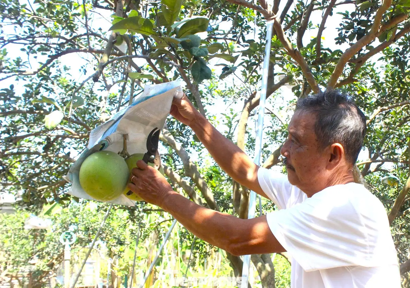Về Làng thông minh xem nông dân chăm bưởi sạch phục vụ Tết