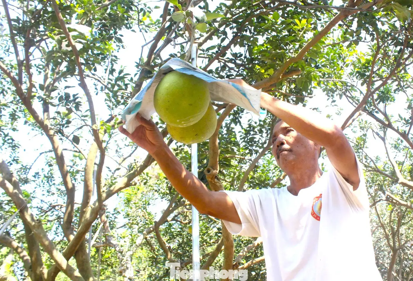 Về Làng thông minh xem nông dân chăm bưởi sạch phục vụ Tết