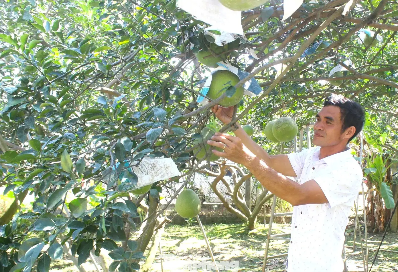 Về Làng thông minh xem nông dân chăm bưởi sạch phục vụ Tết