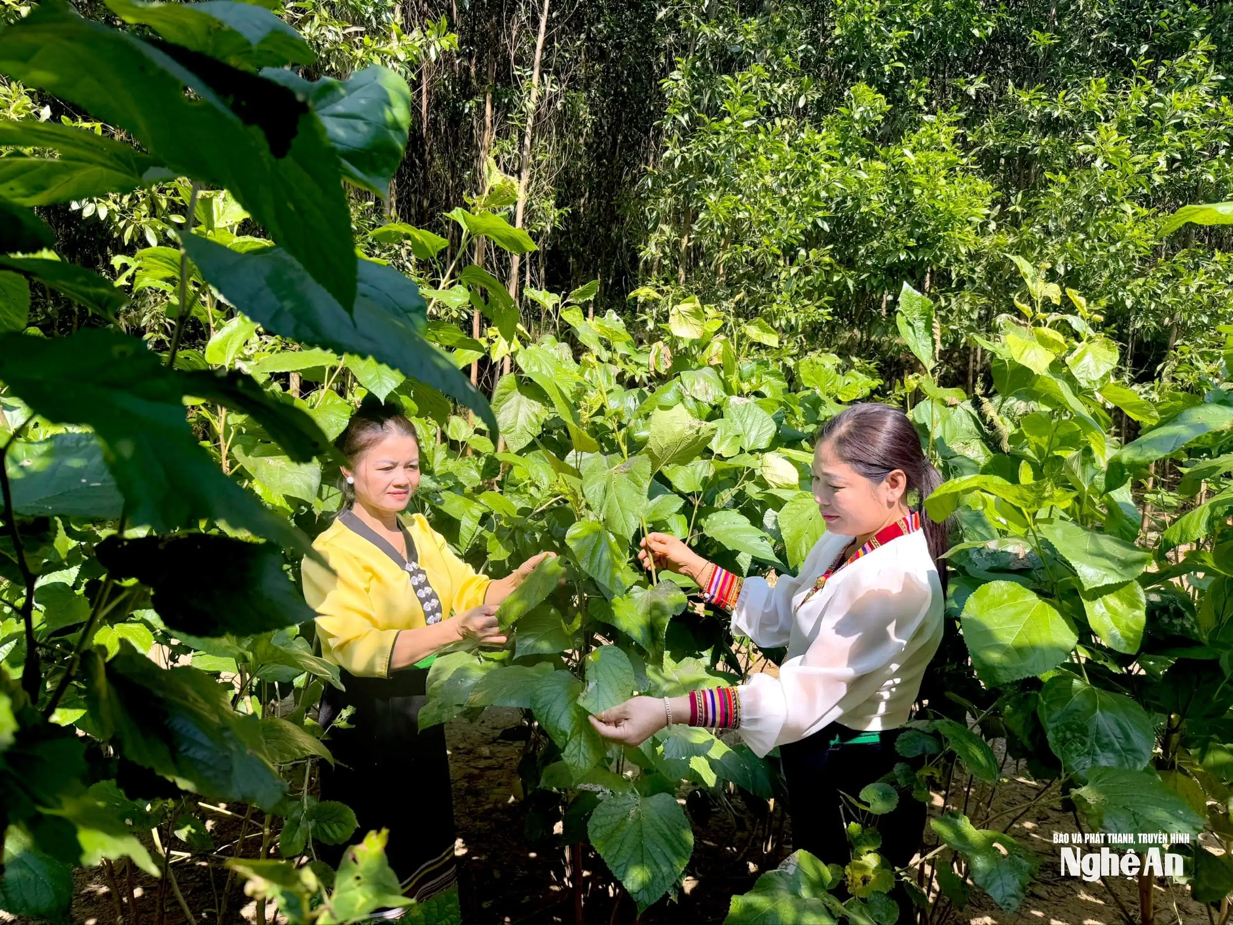 Về Tà Lạnh nghe nhịp tằm tang