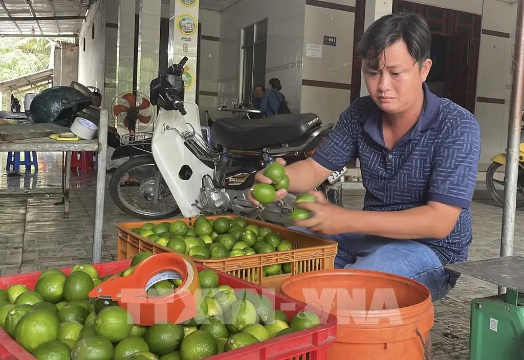 Vĩnh Long tăng tốc phát triển kinh tế tập thể từ năm 2026