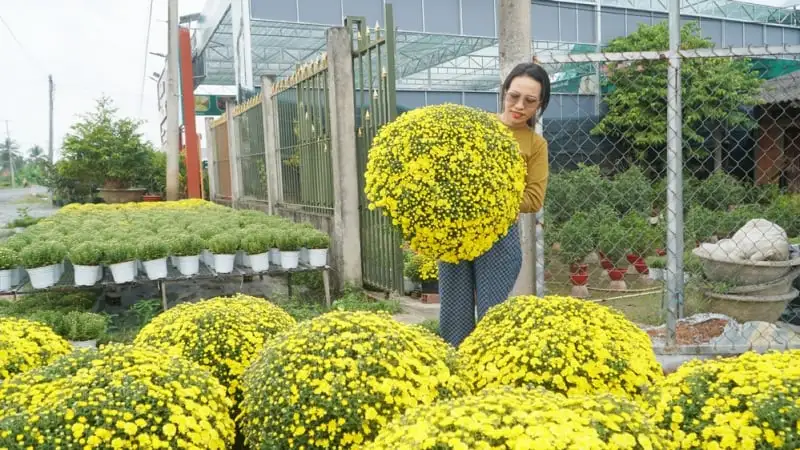 Xã Giao Ninh, tỉnh Ninh Bình (địa phận Nam Định), đường hoa nông thôn mới đẹp mê ly, biển Quất Lâm sẽ là đô thị du lịch