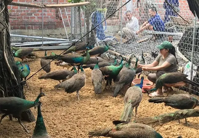 Xã Giao Ninh, tỉnh Ninh Bình (địa phận Nam Định), đường hoa nông thôn mới đẹp mê ly, biển Quất Lâm sẽ là đô thị du lịch