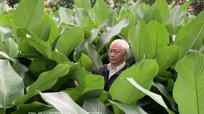 Xã Giao Ninh, tỉnh Ninh Bình (địa phận Nam Định), đường hoa nông thôn mới đẹp mê ly, biển Quất Lâm sẽ là đô thị du lịch