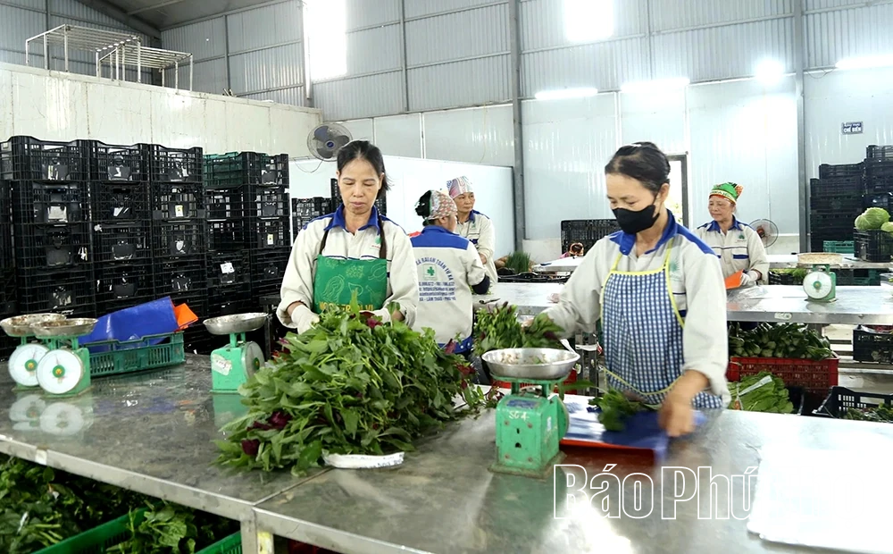 Xây dựng giá trị cho kinh tế tập thể trong sản xuất nông nghiệp