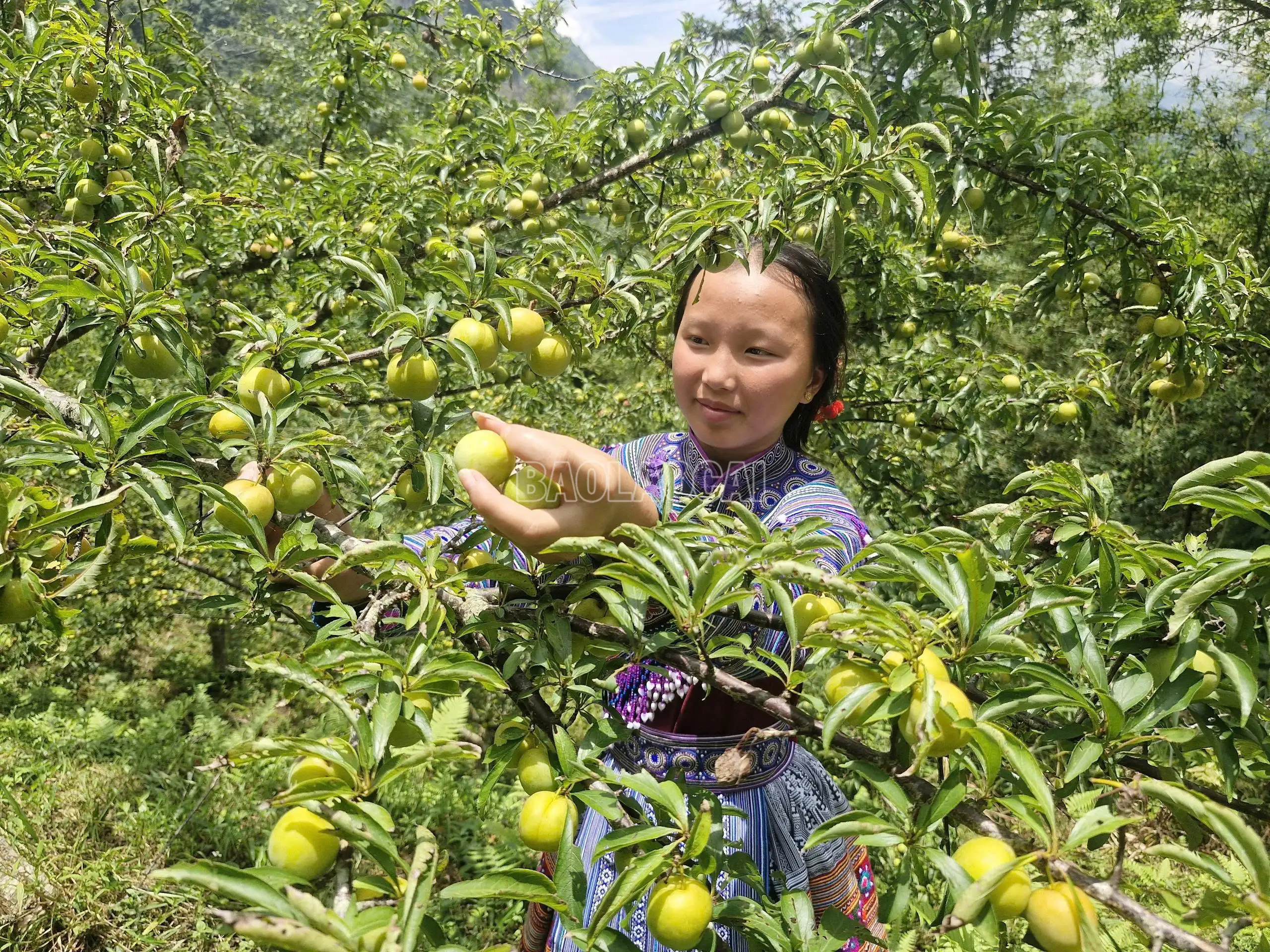 Xây dựng vùng cây ăn quả ôn đới gắn với sản phẩm OCOP