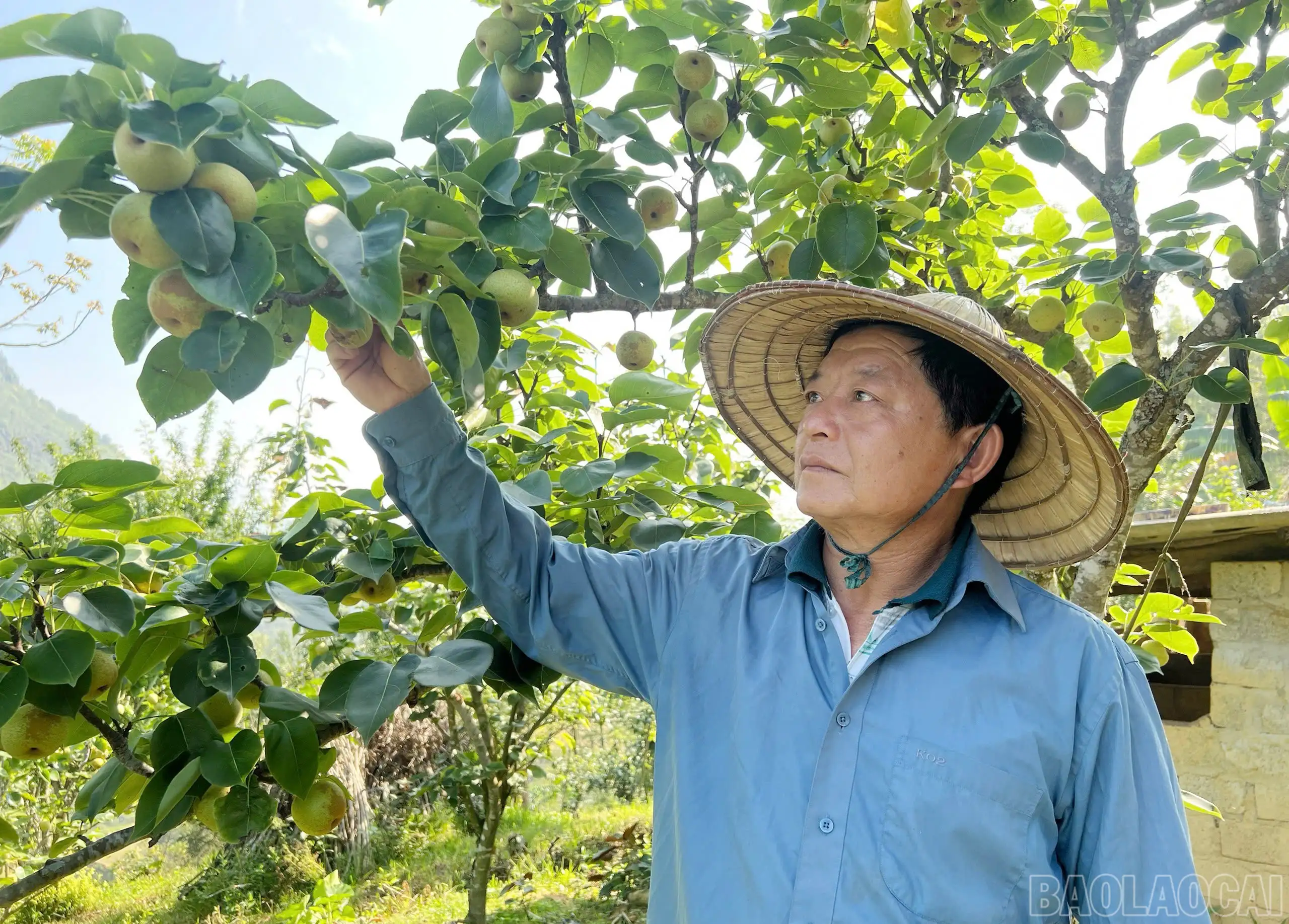 Xây dựng vùng cây ăn quả ôn đới gắn với sản phẩm OCOP