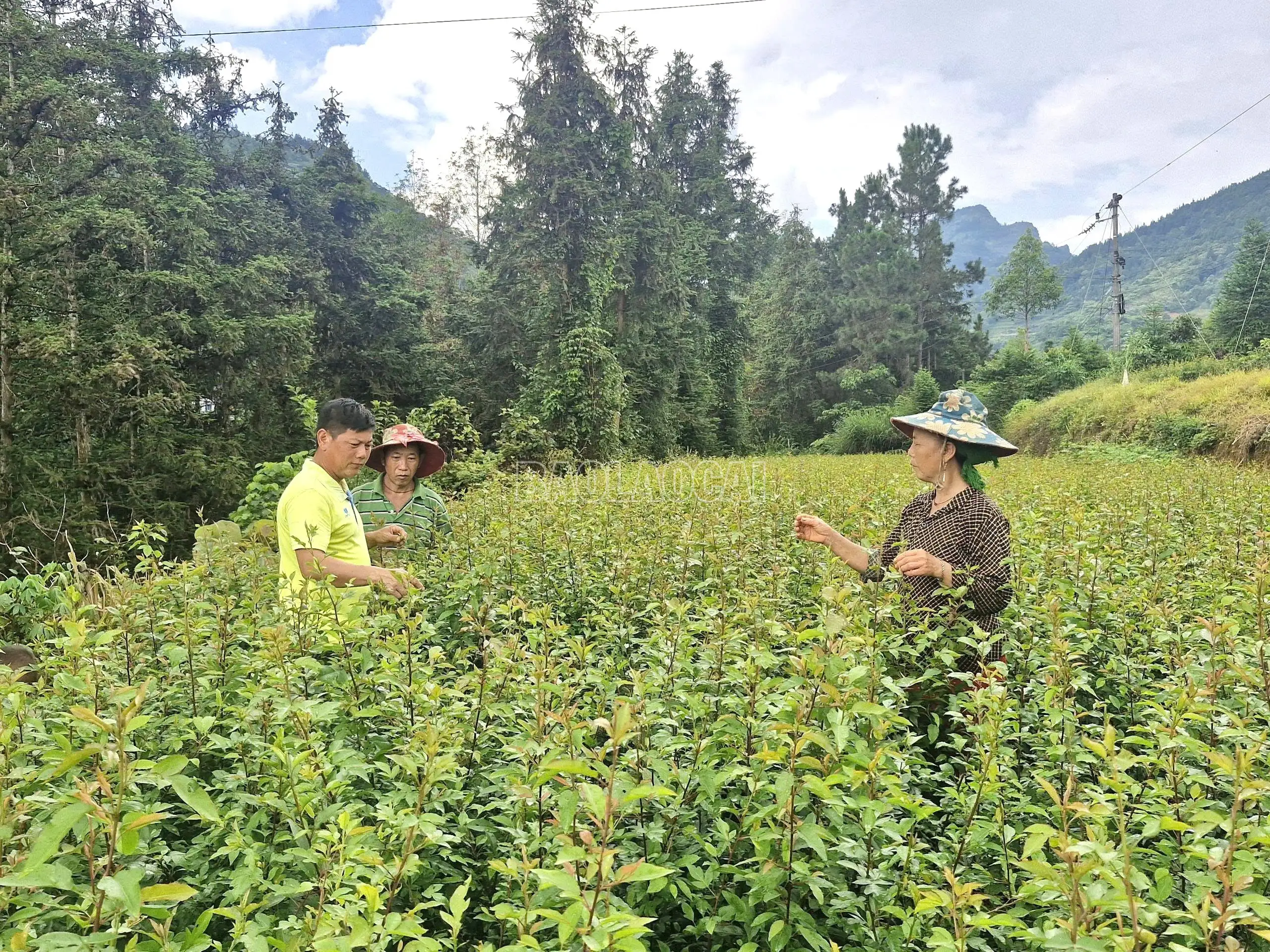 Xây dựng vùng cây ăn quả ôn đới gắn với sản phẩm OCOP