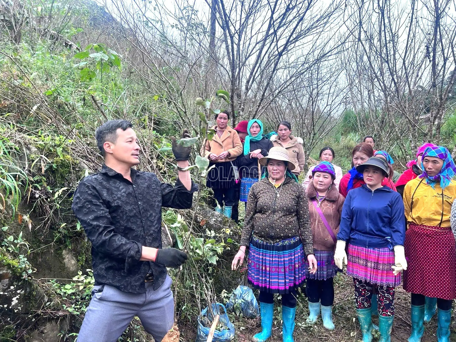 Xây dựng vùng cây ăn quả ôn đới gắn với sản phẩm OCOP