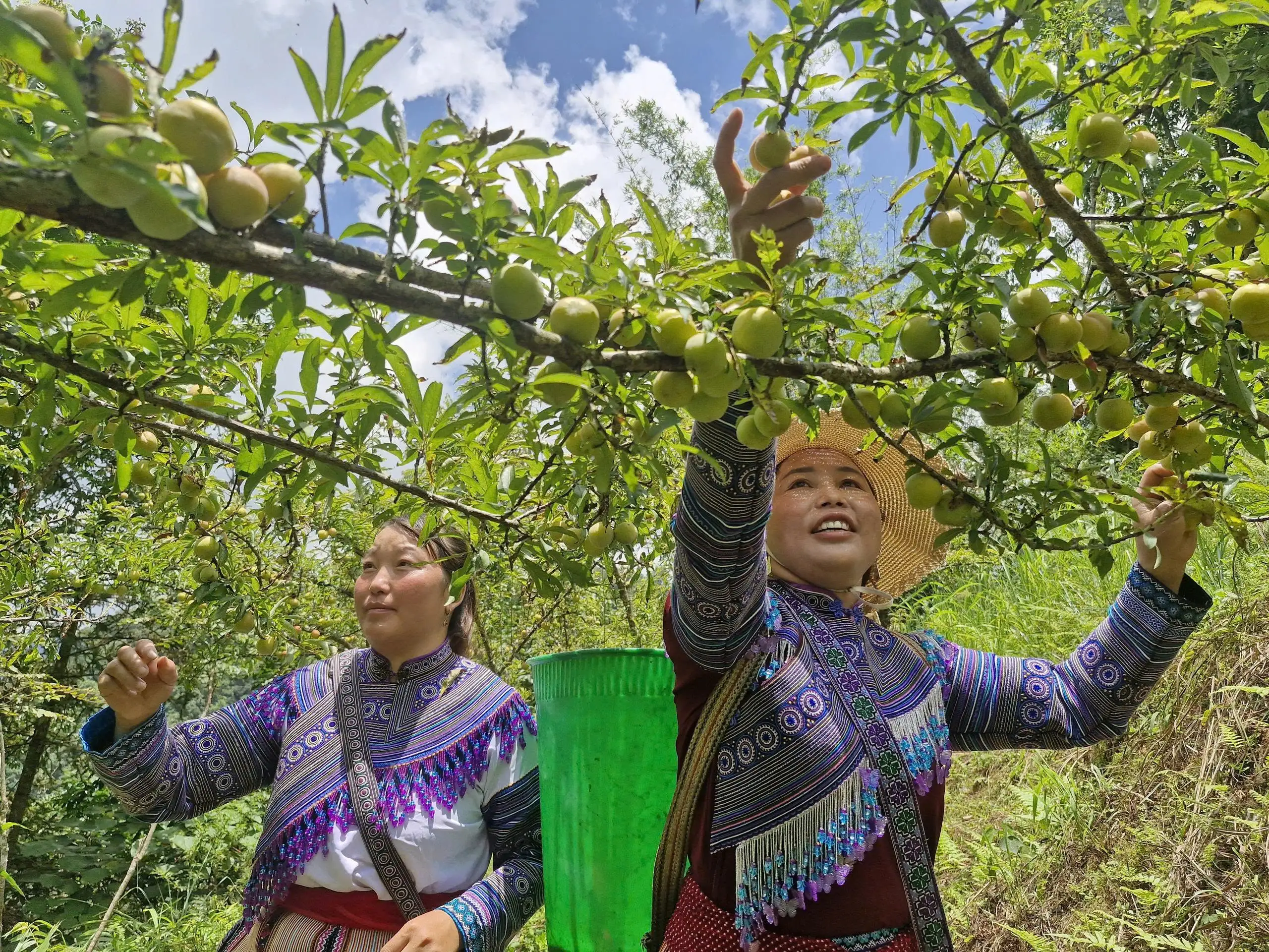 Xây dựng vùng cây ăn quả ôn đới gắn với sản phẩm OCOP