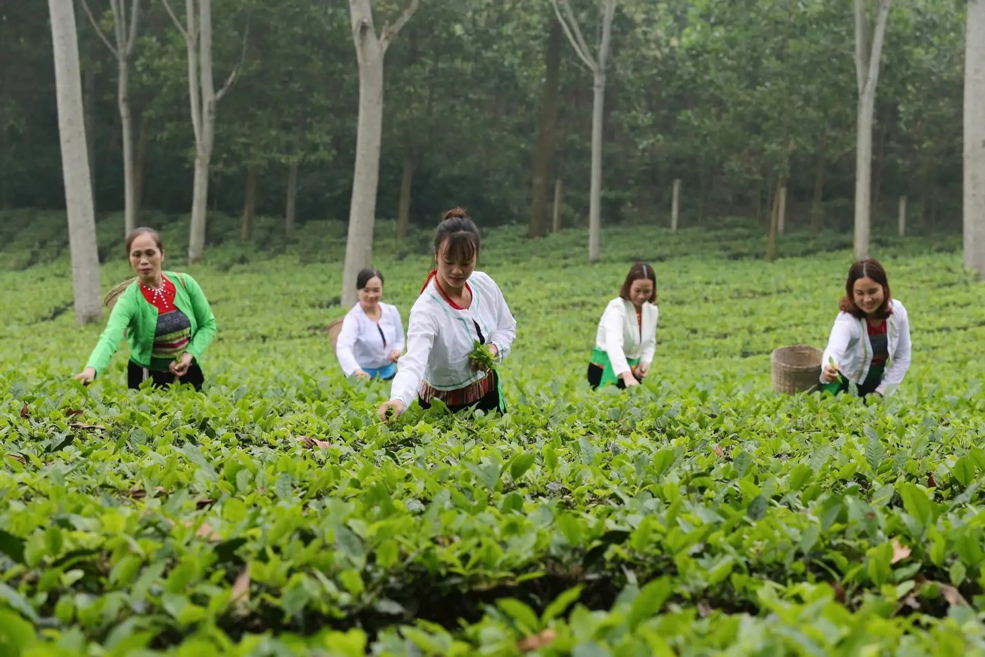 Xuất khẩu nông sản Hà Nội: Chất lượng – sinh thái – con đường hội nhập bền vững