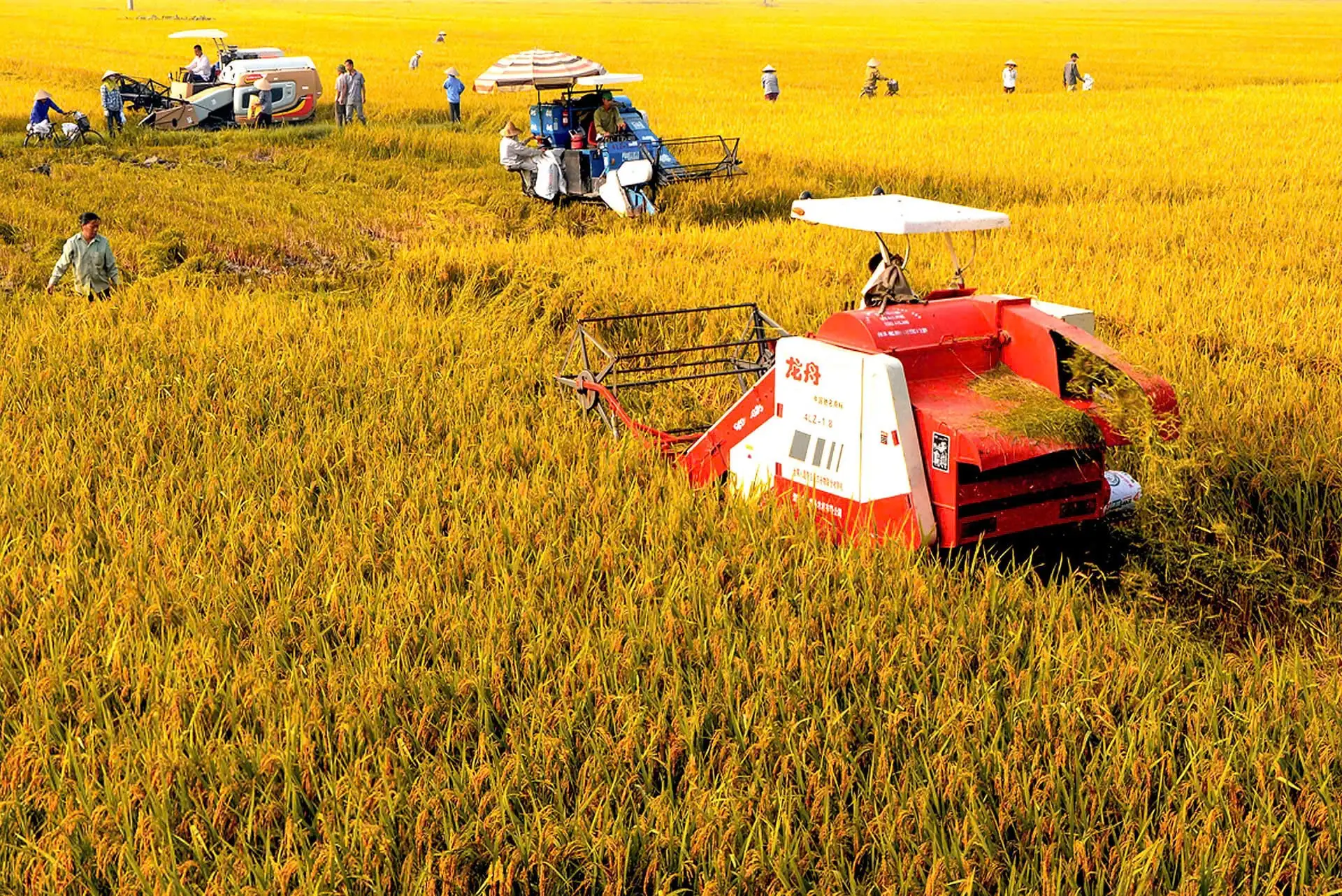 Xuất khẩu nông sản Hà Nội: Chất lượng – sinh thái – con đường hội nhập bền vững