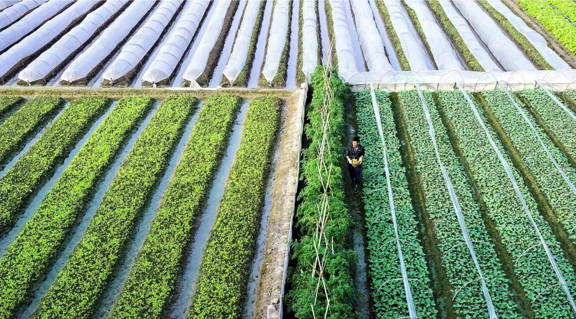 Xuất khẩu nông sản Hà Nội: Chất lượng – sinh thái – con đường hội nhập bền vững