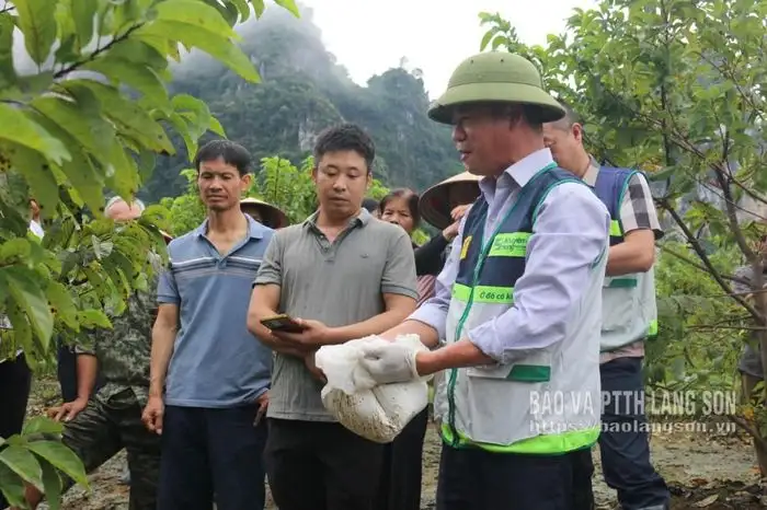 Cai Kinh tạo đà nông thôn mới