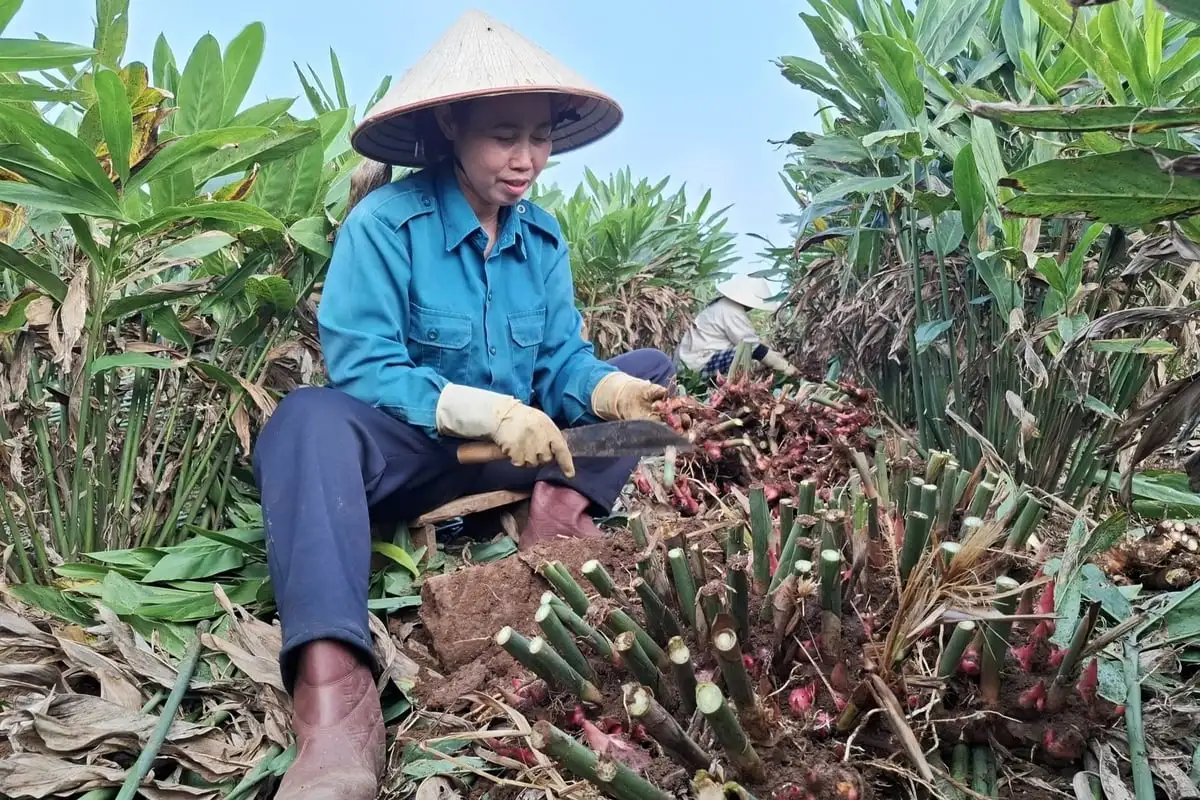 Cây riềng gieo hi vọng trên vùng đất khó