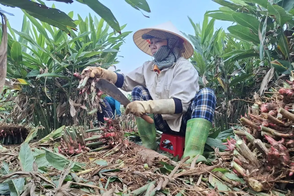 Cây riềng gieo hi vọng trên vùng đất khó