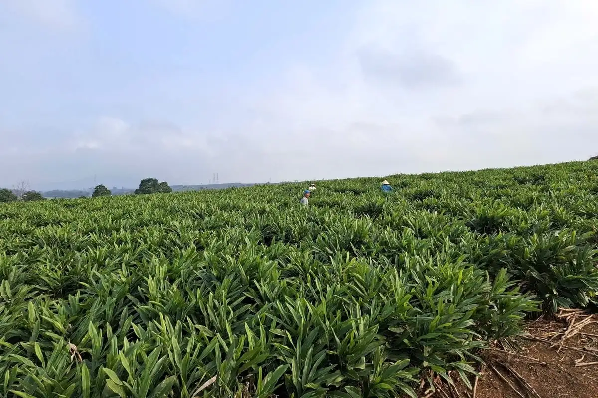 Cây riềng gieo hi vọng trên vùng đất khó