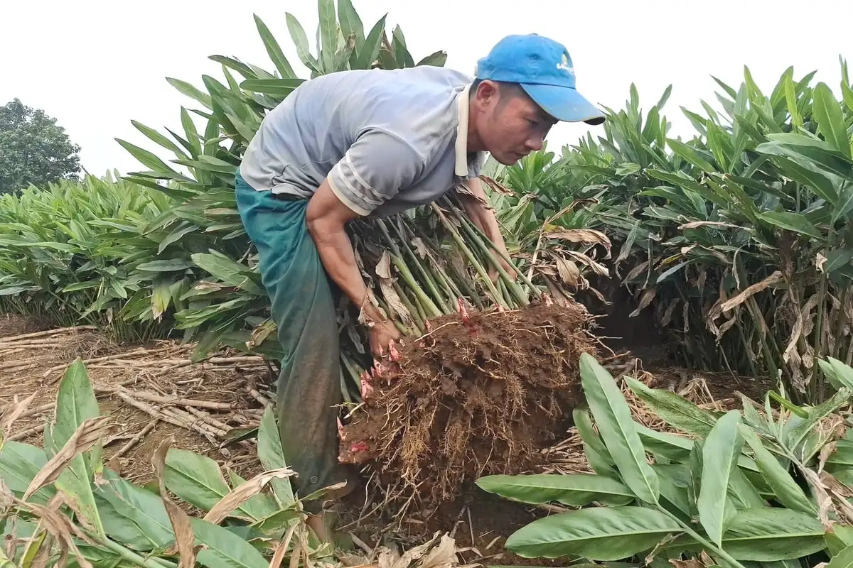 Cây riềng gieo hi vọng trên vùng đất khó