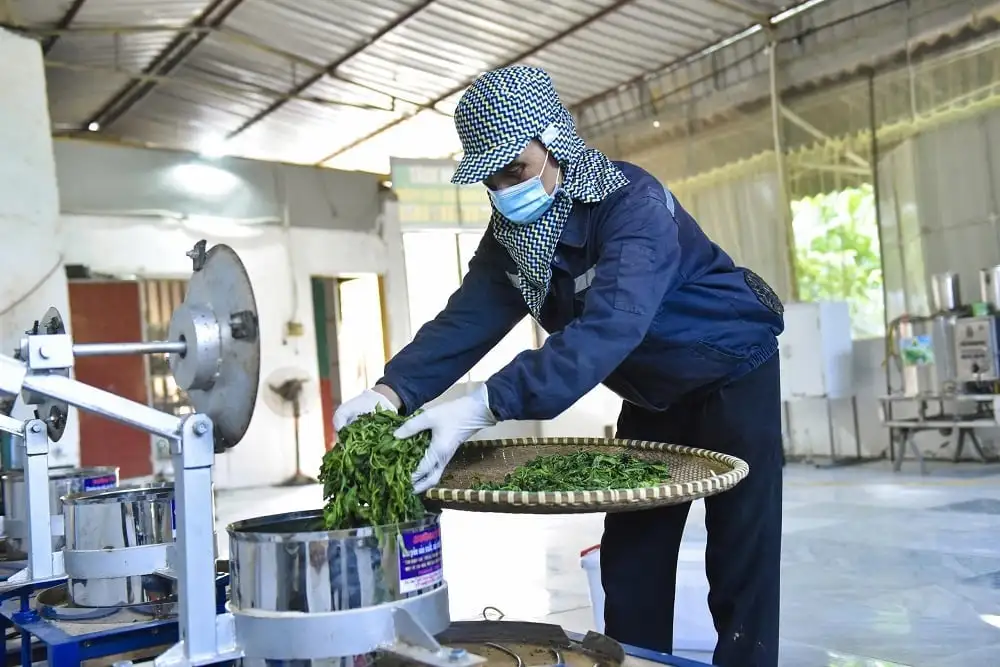 Chè Bình Sơn khẳng định thương hiệu OCOP 4 sao