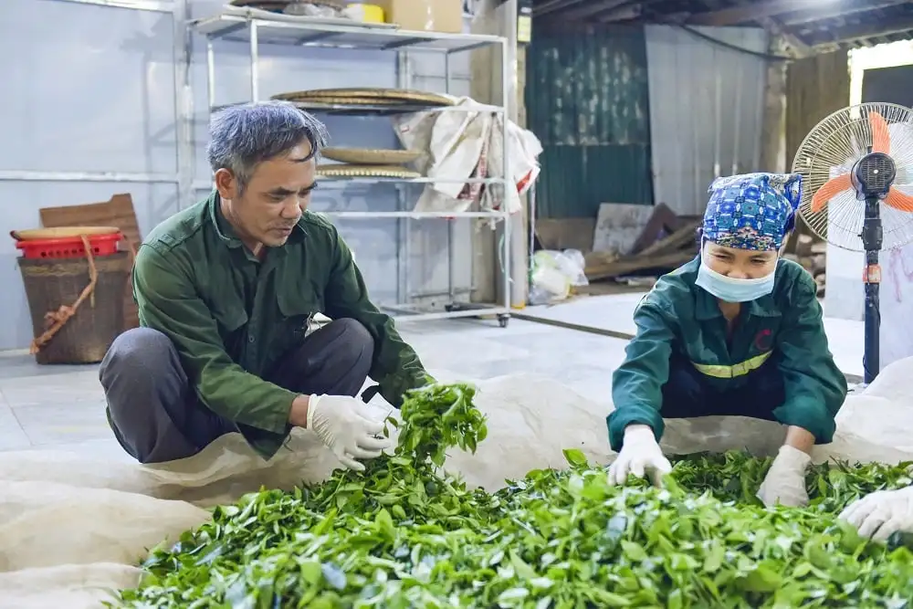 Chè Bình Sơn khẳng định thương hiệu OCOP 4 sao