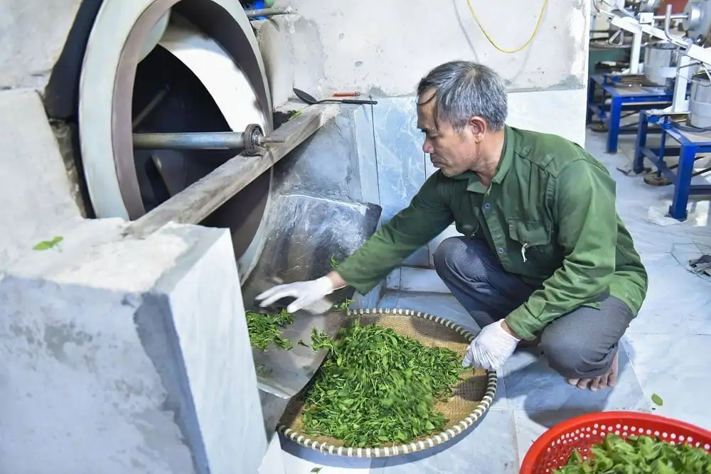 Chè Bình Sơn khẳng định thương hiệu OCOP 4 sao