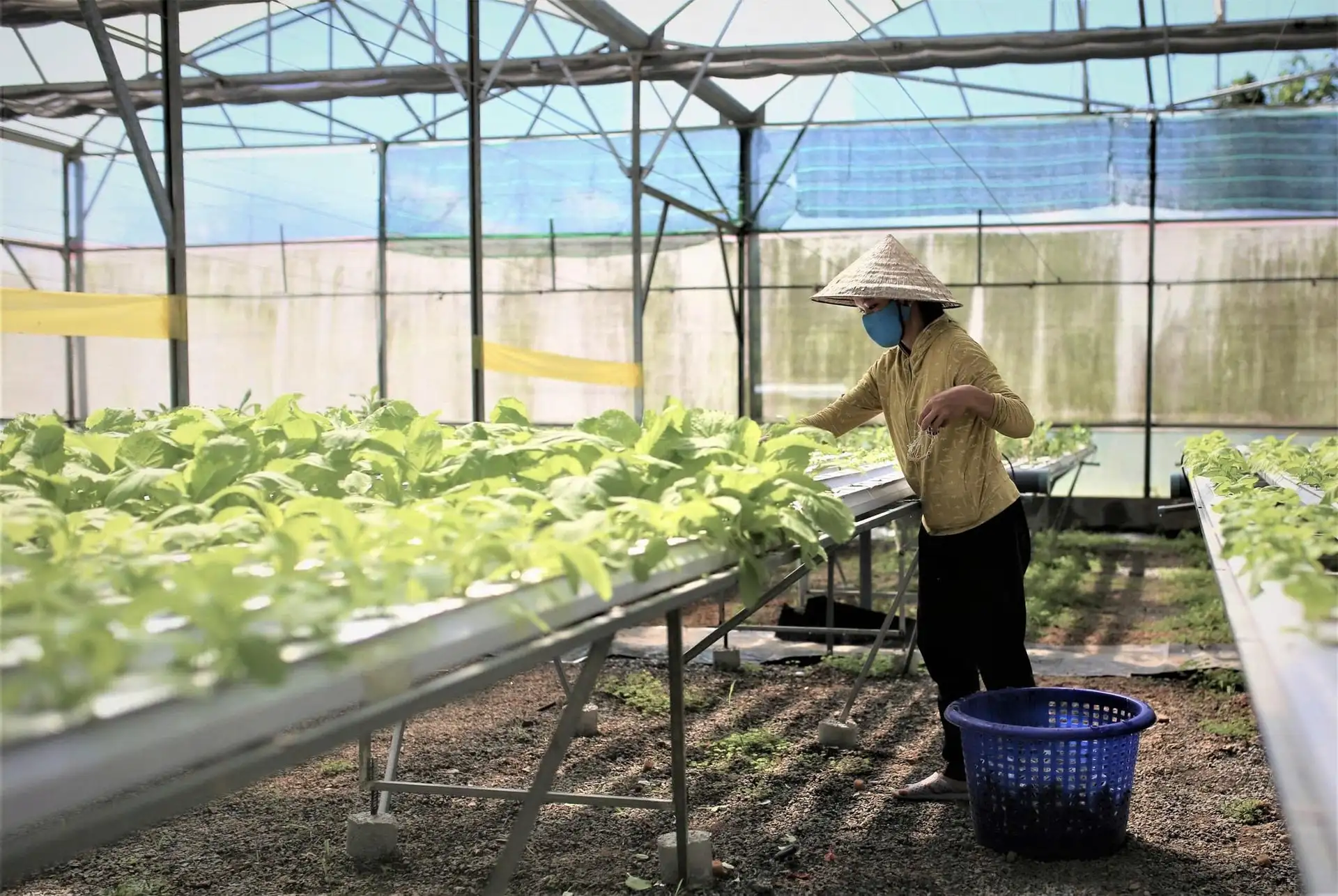 Công nghệ cao dẫn dắt nông nghiệp xanh