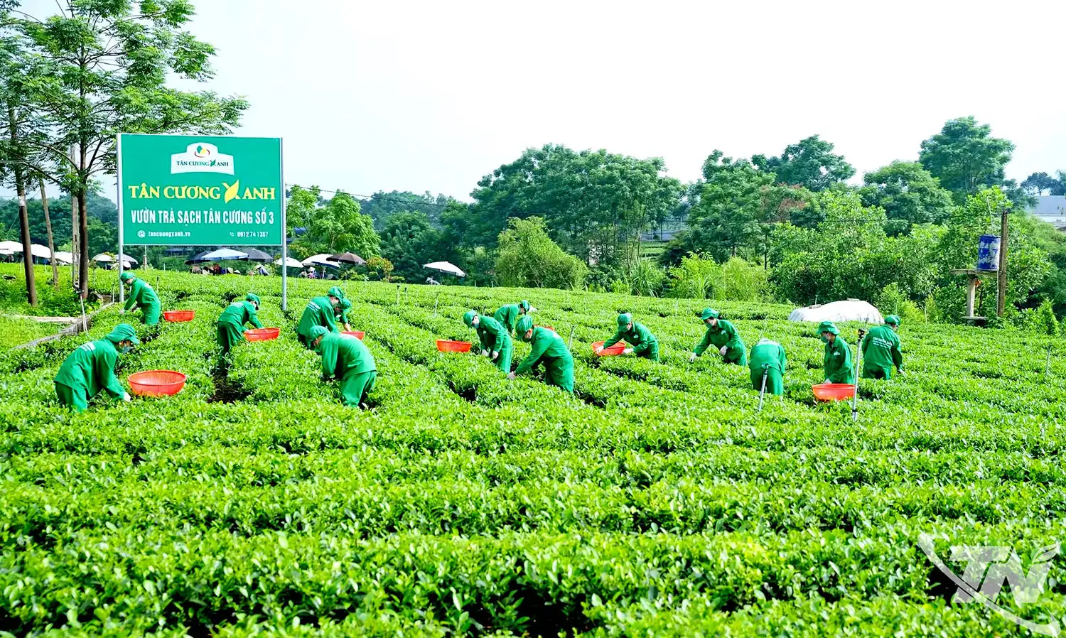 Công nghệ số mở lối tiêu thụ nông sản