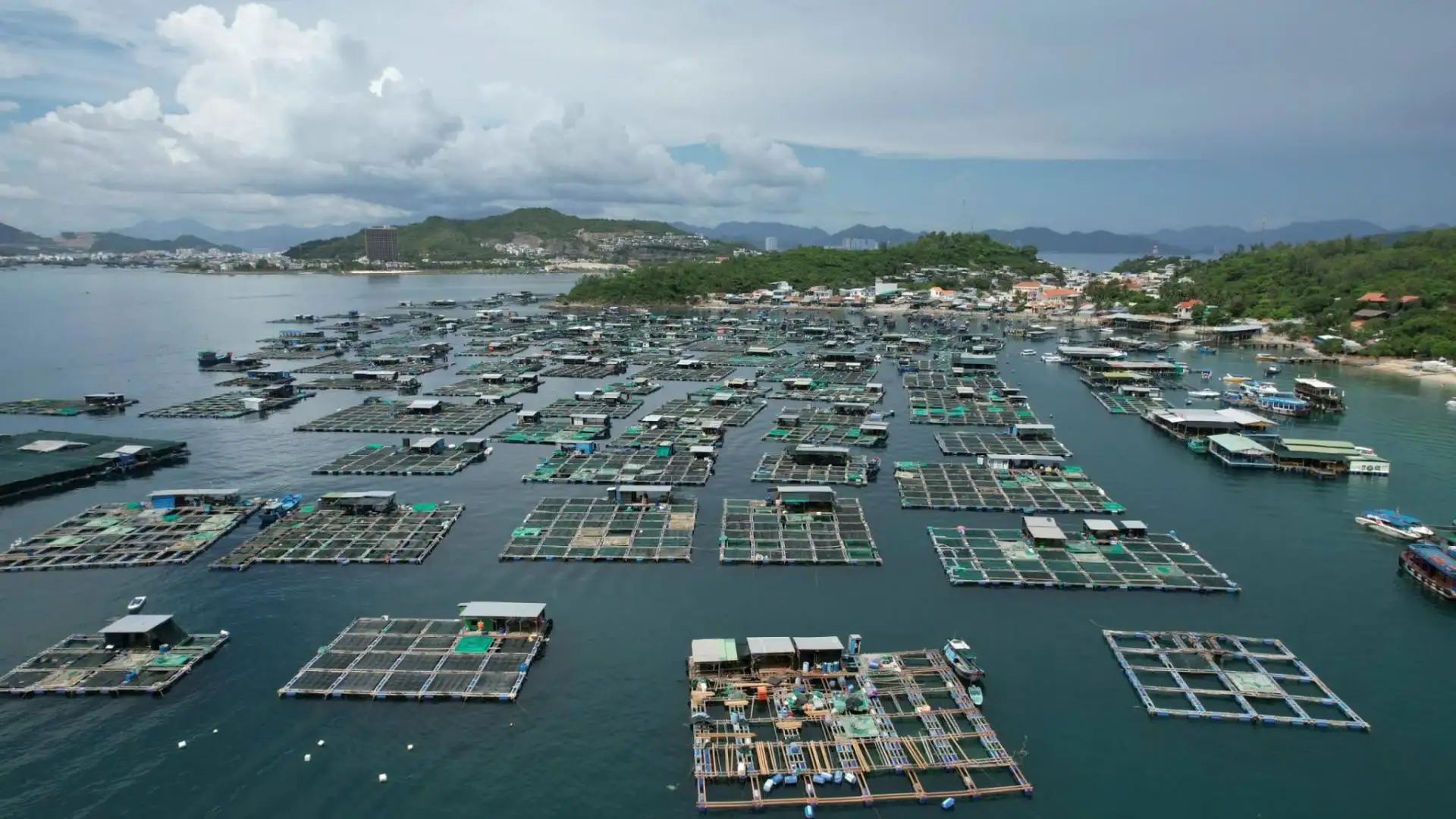 Đảm bảo con giống trong chiến lược phát triển thủy sản