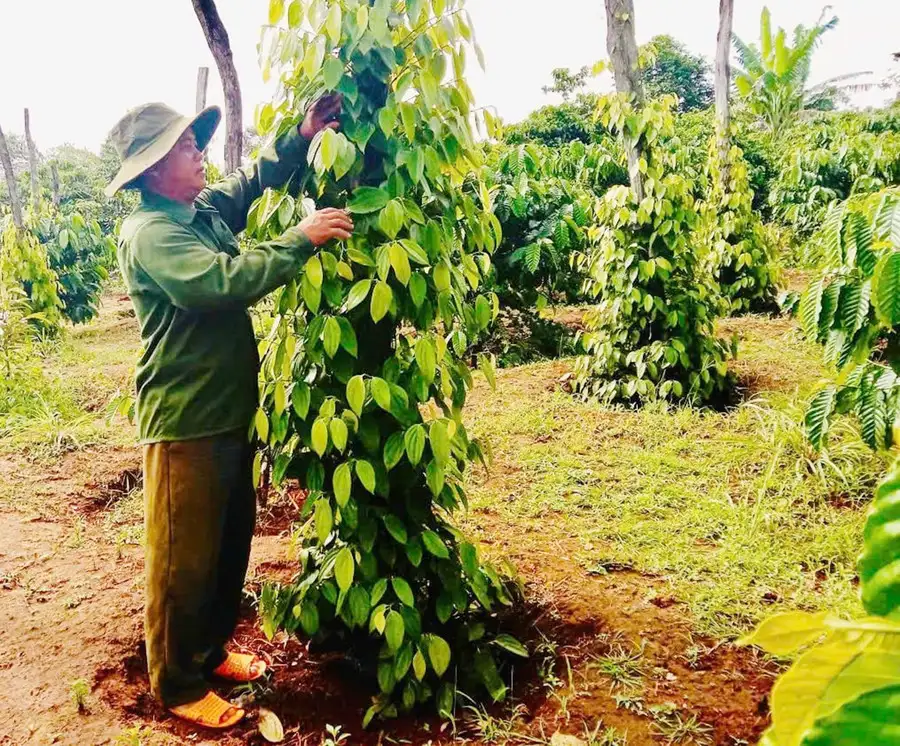Đảng viên tiên phong, làng giảm nghèo bền vững