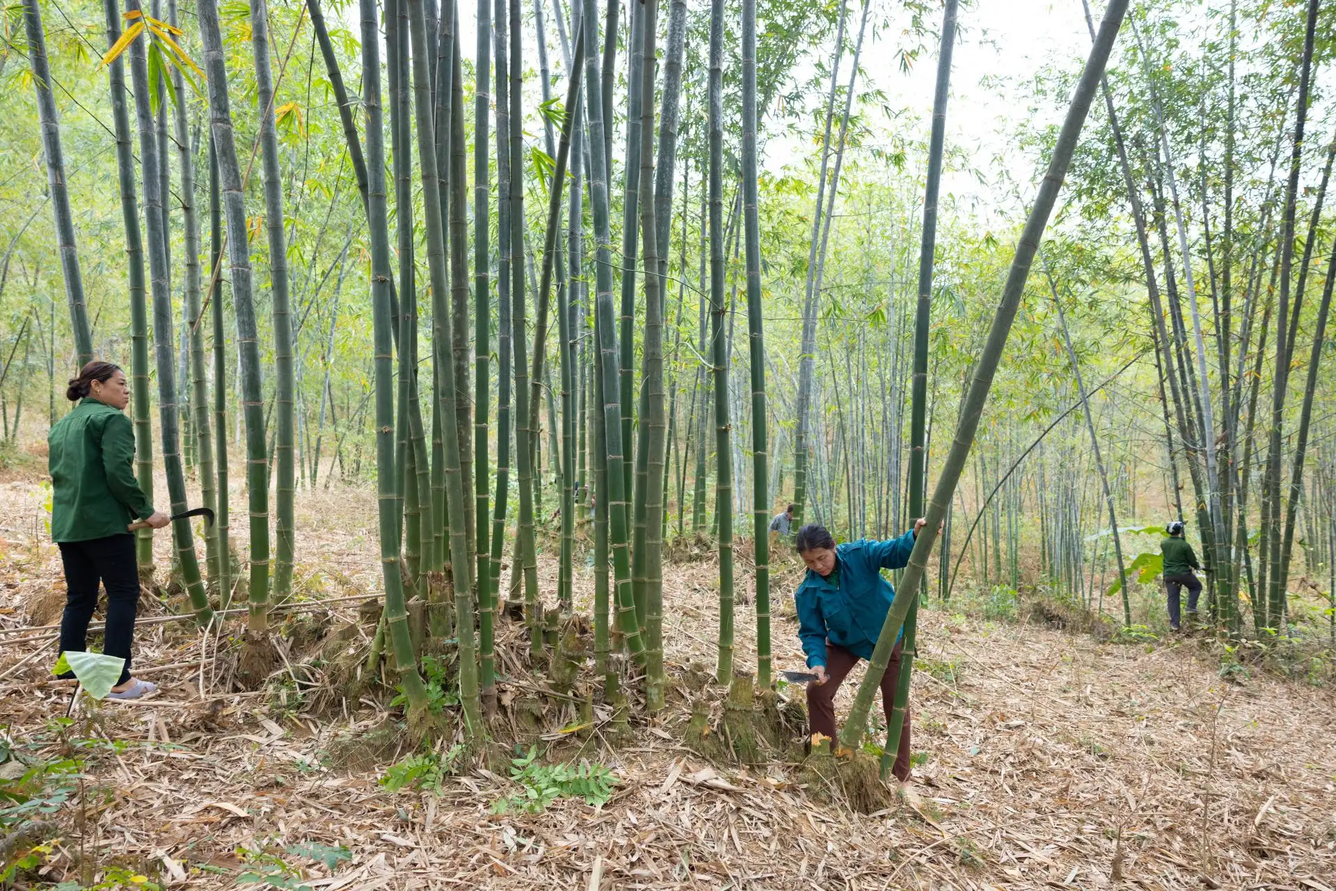 Đèn tre Đức Phong: Khi nghề xưa thắp sáng thị trường toàn cầu