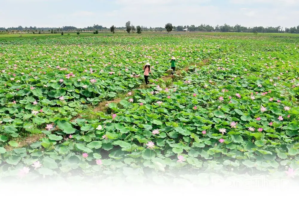 Đồng Tháp: “Giữ sao” sản phẩm OCOP