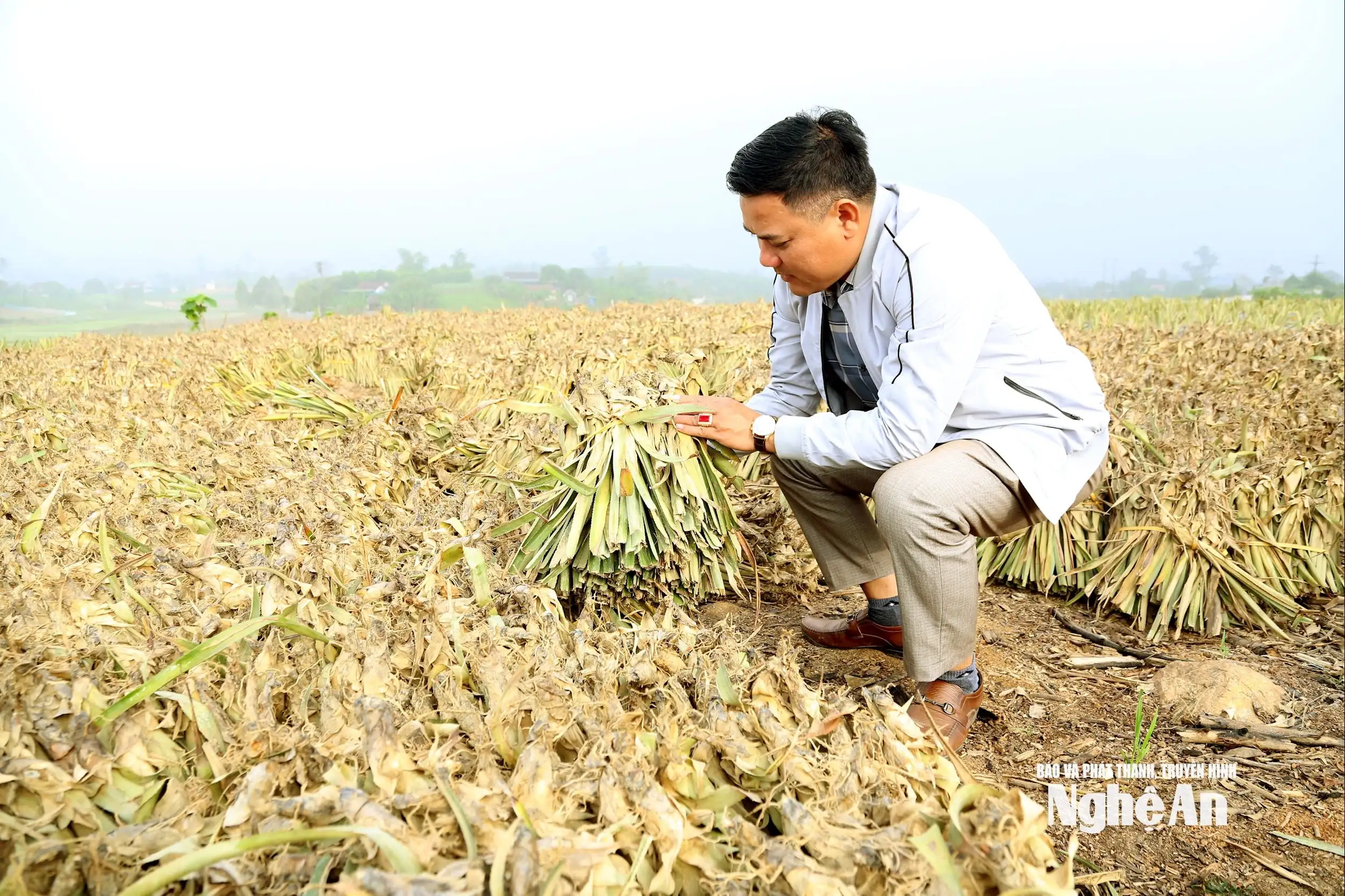 Dứa Queen mở hướng chuyển đổi cây trồng bền vững trên đất đồi