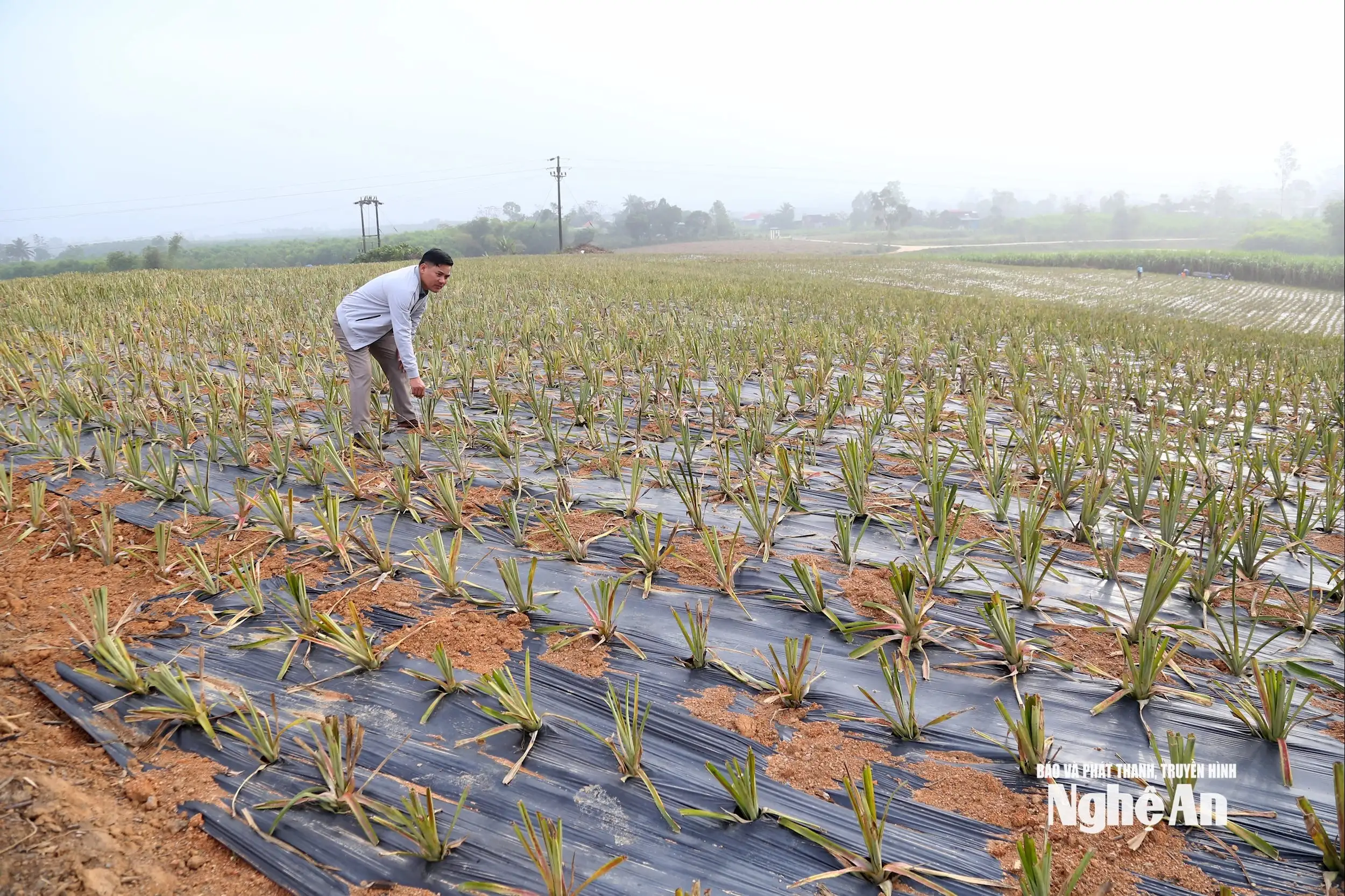 Dứa Queen mở hướng chuyển đổi cây trồng bền vững trên đất đồi