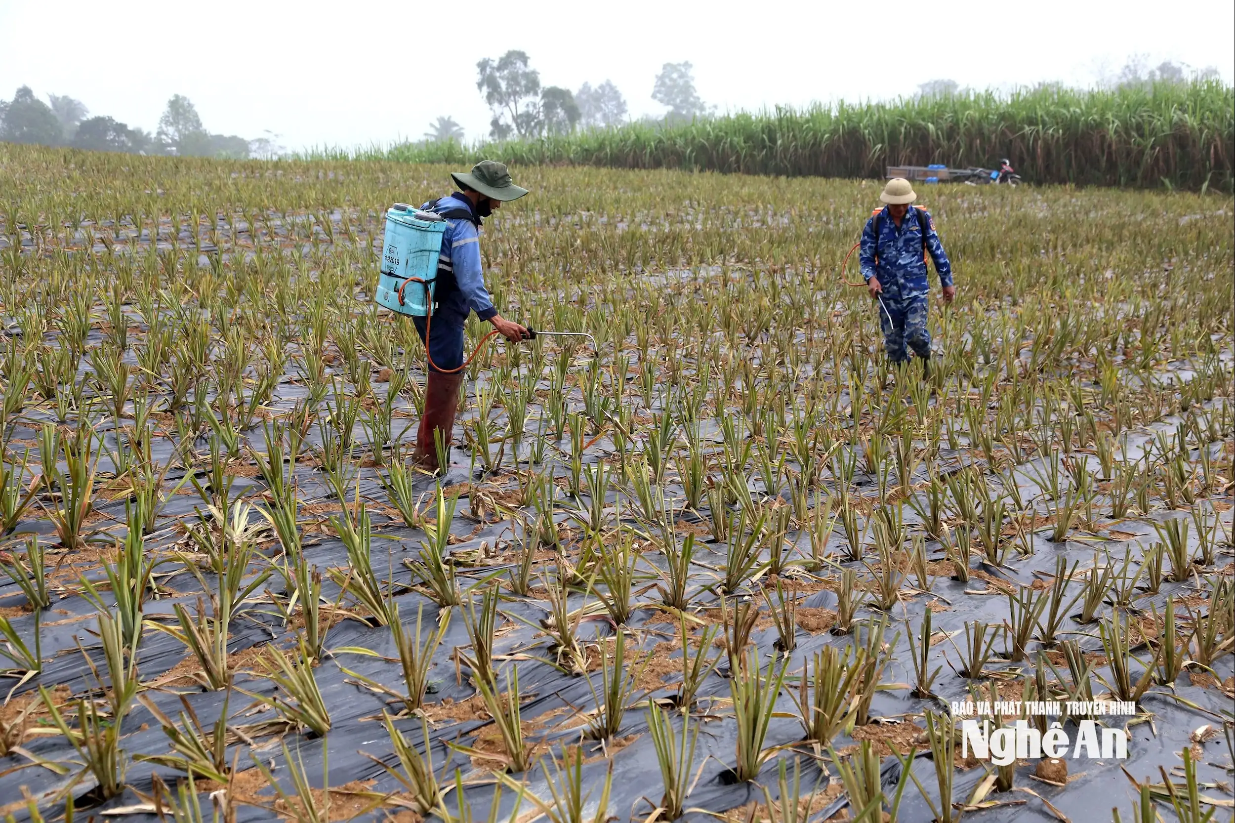 Dứa Queen mở hướng chuyển đổi cây trồng bền vững trên đất đồi