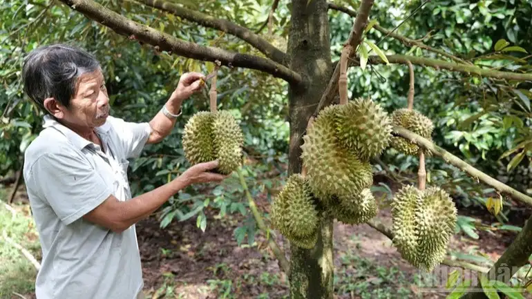 Đưa sản vật OCOP Khánh Hòa vươn xa