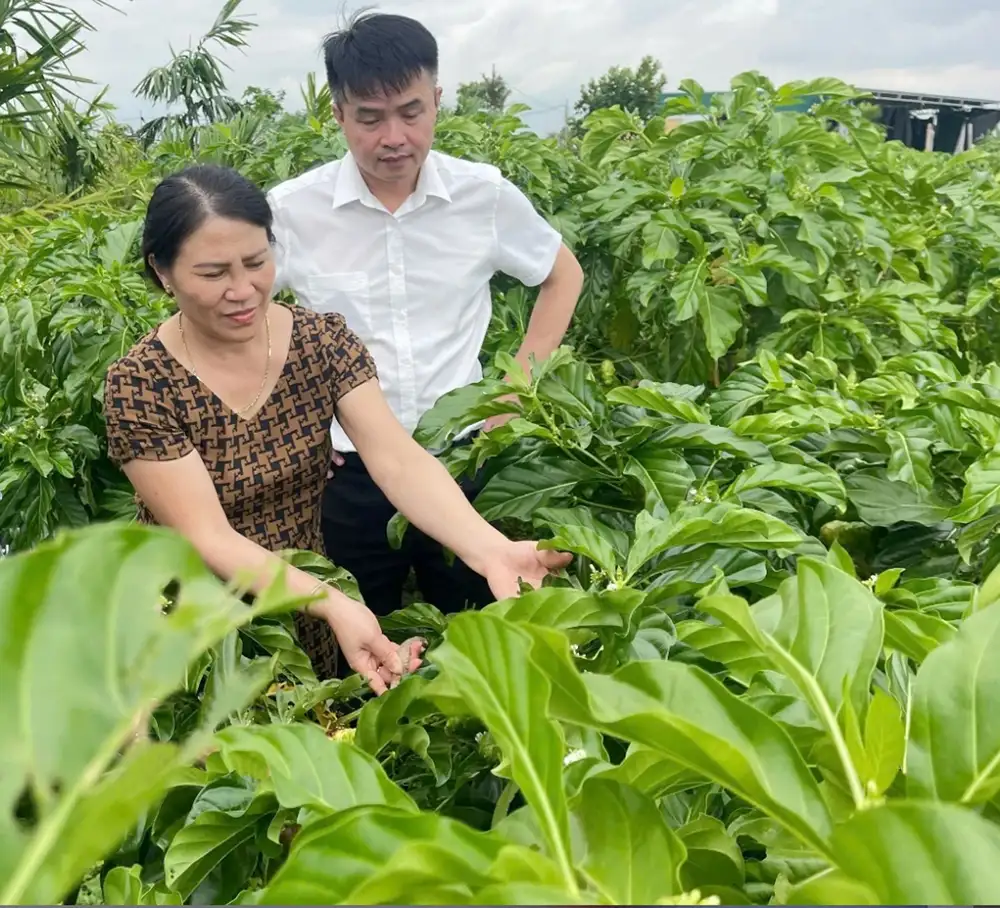 Dược liệu Hán Thị chinh phục thị trường