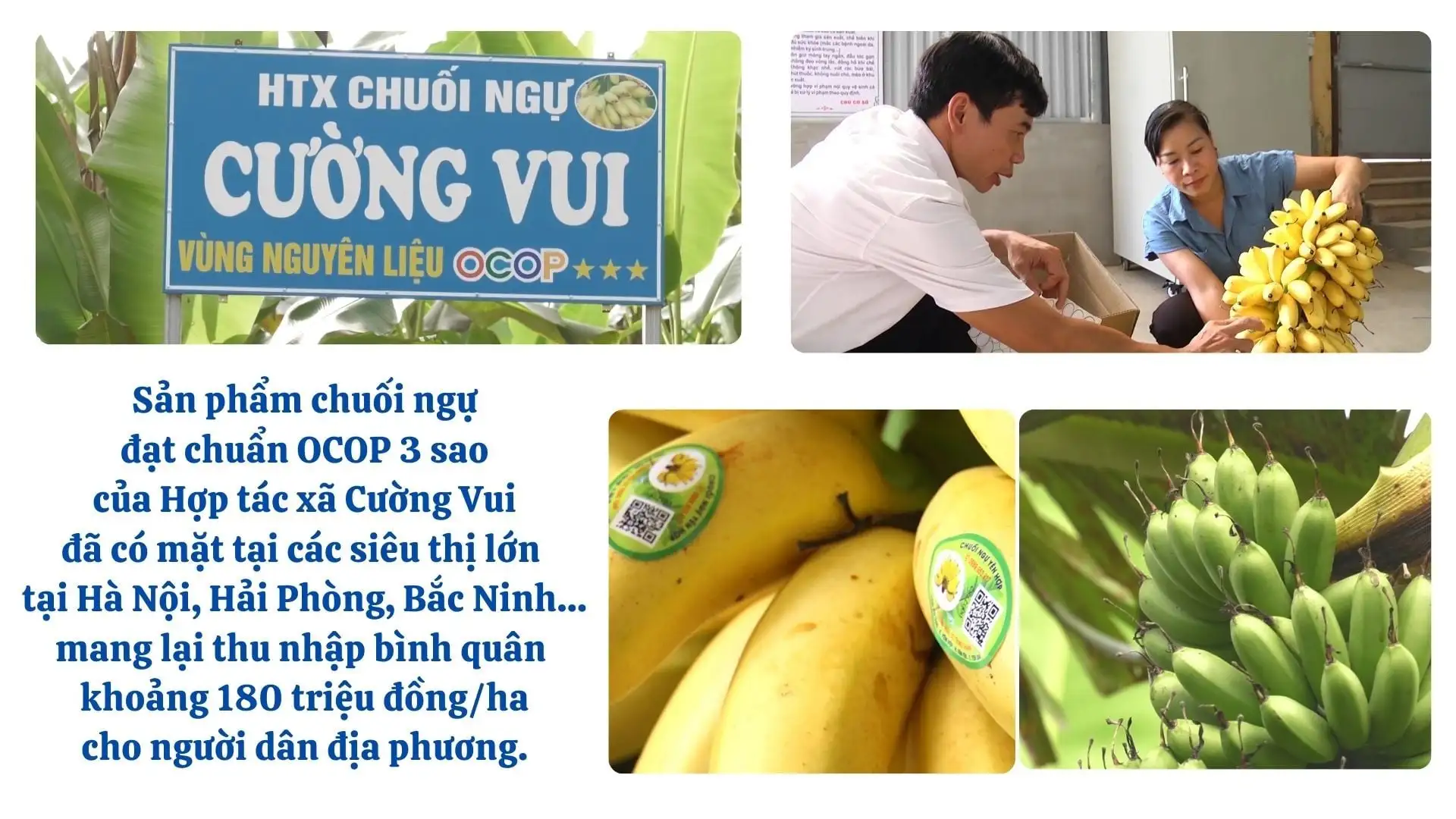 Gắn sao OCOP, tấm vé thông hành cho nông sản Lào Cai