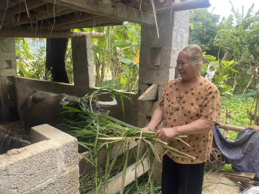 Hành trình thoát nghèo của bà Bế Thị Yến ở Bản Buống