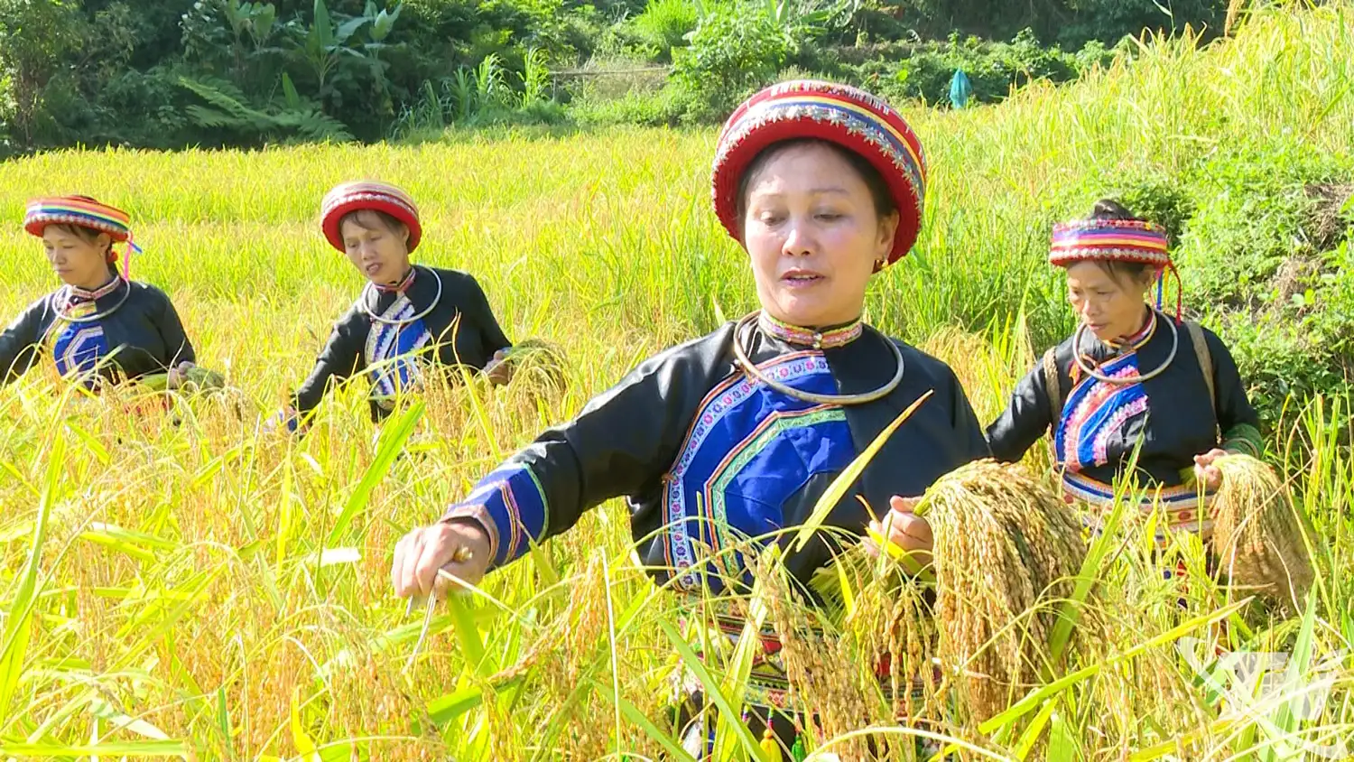 Kiên định với nông nghiệp sạch