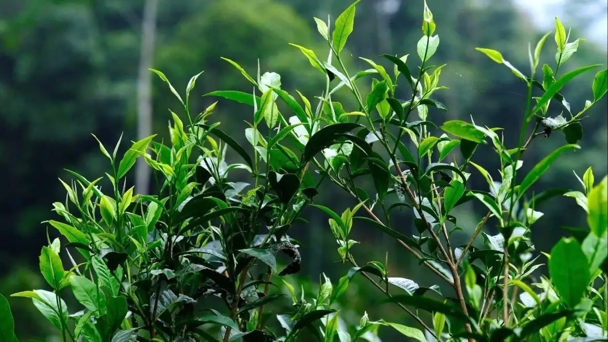 Lào Cai tăng cường giải pháp giảm nghèo đa chiều