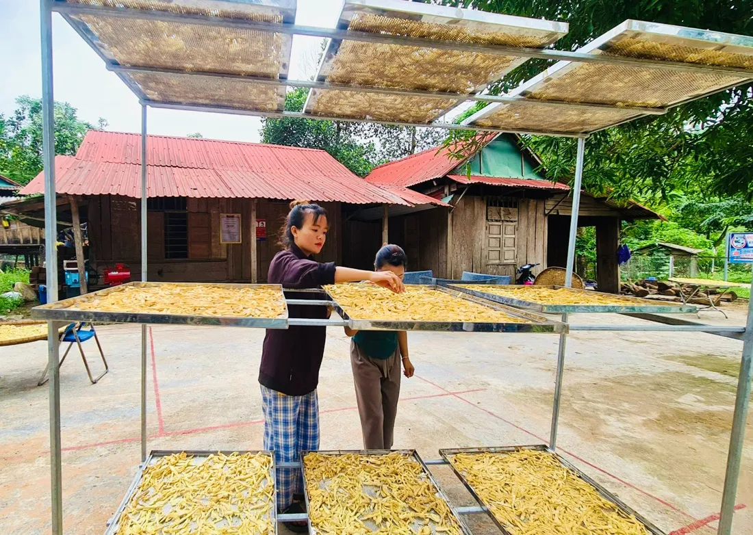 Măng khô Cà Roòng – Sản phẩm OCOP mở hướng thoát nghèo cho người dân vùng biên Quảng Trị
