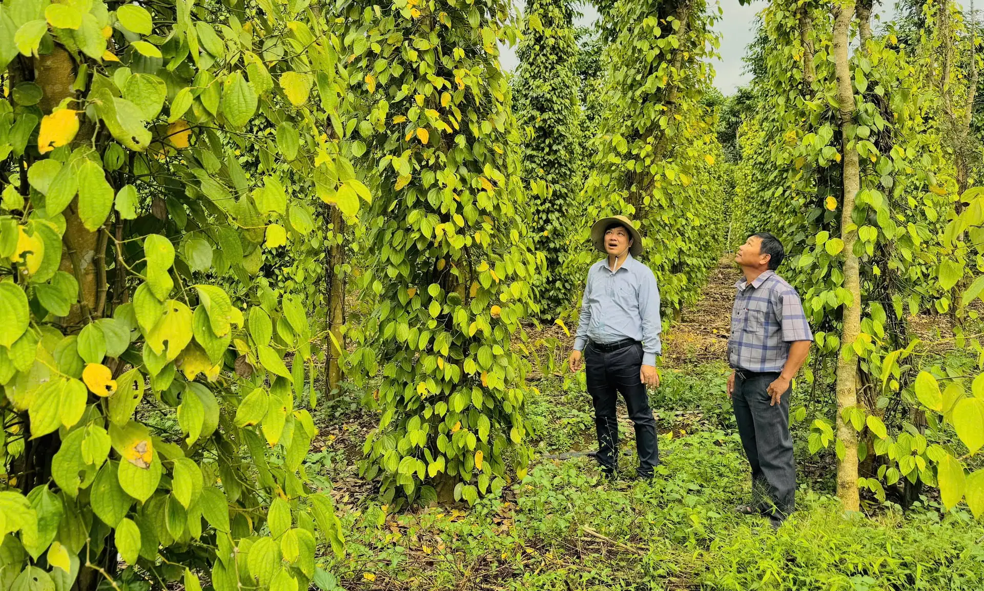 Miền Trung – Tây Nguyên tập trung bảo vệ sản xuất dịp Tết