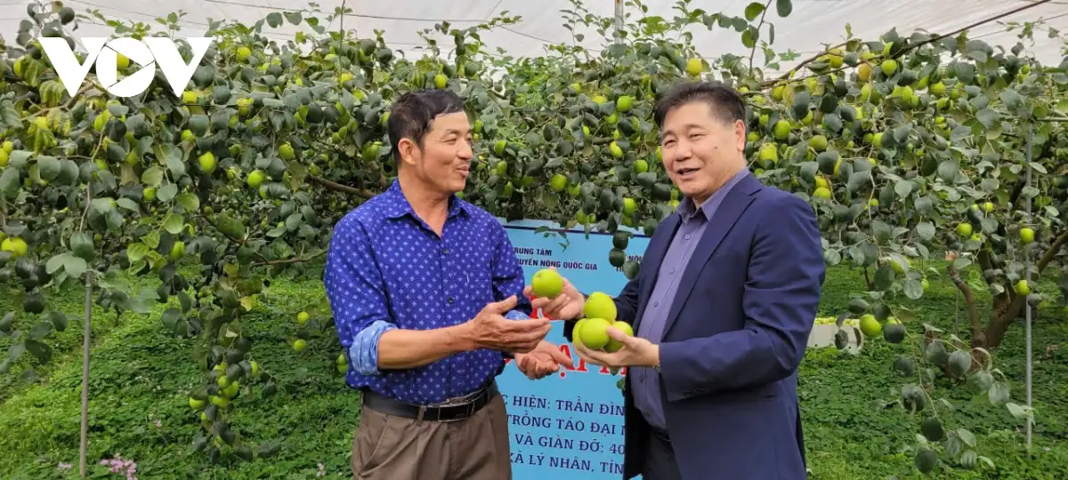 Nâng cao giá trị kinh tế Táo Đại Mật nhờ khoa học công nghệ