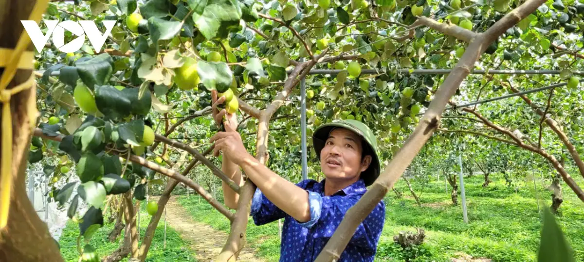 Nâng cao giá trị kinh tế Táo Đại Mật nhờ khoa học công nghệ