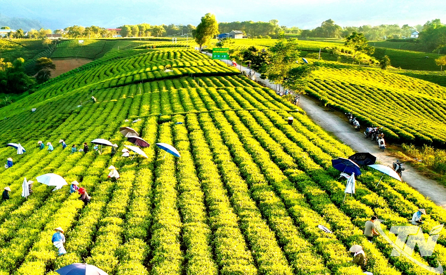 Nâng tầm giá trị sản phẩm chè