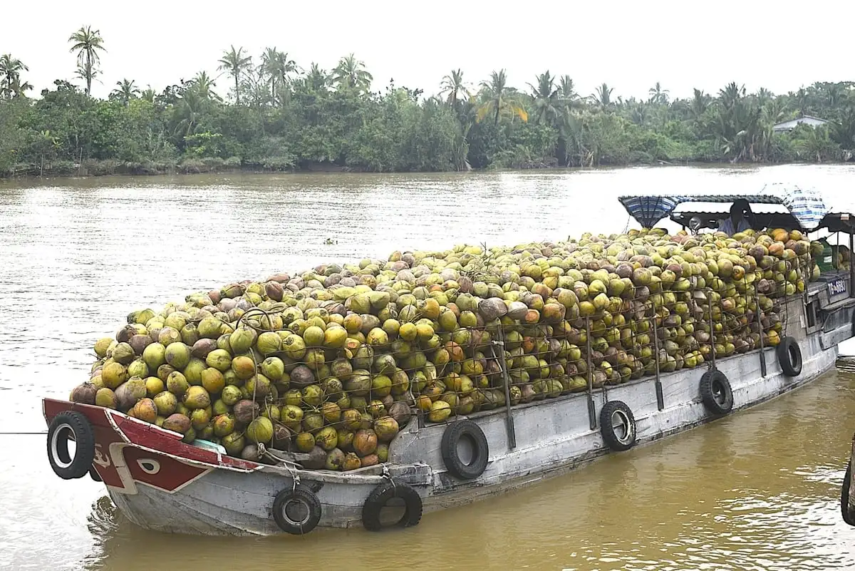 Ngành dừa tăng tốc, xuất khẩu tỷ đô, hướng chuỗi giá trị xanh