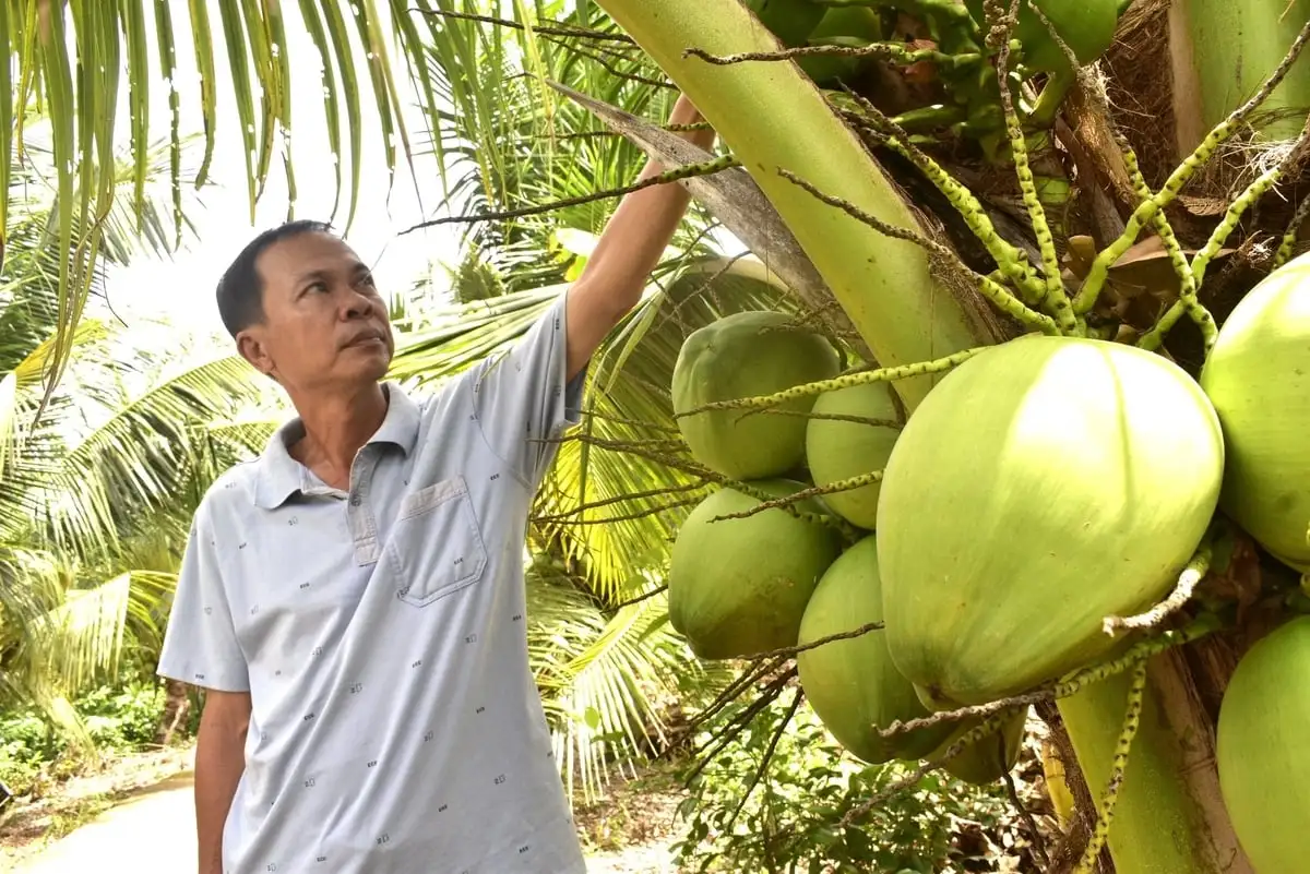 Ngành dừa tăng tốc, xuất khẩu tỷ đô, hướng chuỗi giá trị xanh